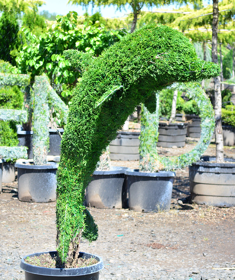 topiary trees animal outdoor dolphin plants animals thuja form artificial jumping need indoor forms topairy mickey mouse topiarytree
